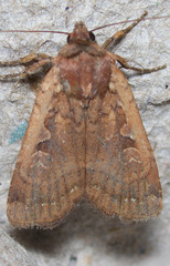 Parabagrotis insularis
