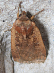Parabagrotis insularis