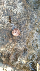 Steromphala divaricata