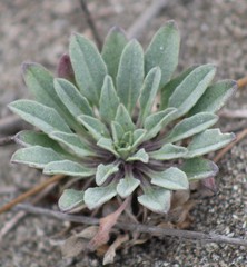 Erysimum menziesii