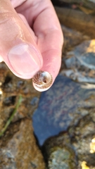 Steromphala divaricata