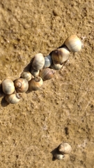 Steromphala divaricata