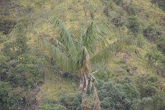 Attalea colenda