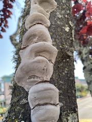 Phellinus pomaceoides