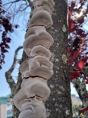 Phellinus pomaceoides