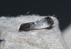 Tinea occidentella
