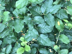 Gaultheria shallon