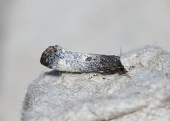 Tinea occidentella