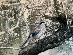 Garrulus glandarius atricapillus
