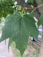 Acer saccharum