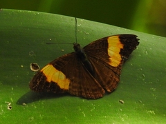Adelpha