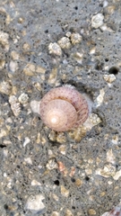 Steromphala divaricata