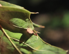 Macrodiplosis majalis