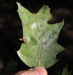 Macrodiplosis majalis