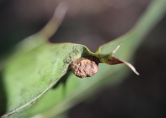 Macrodiplosis majalis