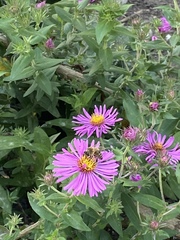 Apis mellifera