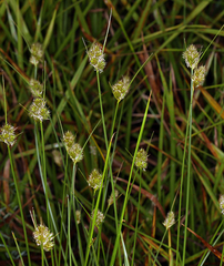 Carex athrostachya