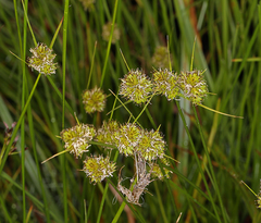 Carex athrostachya