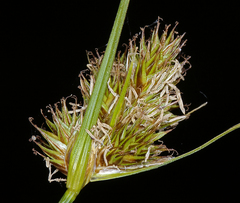 Carex athrostachya