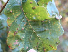 Neuroterus floccosus