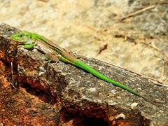 Cnemidophorus lemniscatus