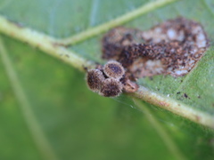 Andricus nigricens