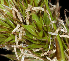 Carex athrostachya