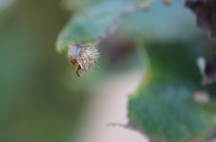 Neuroterus floccosus