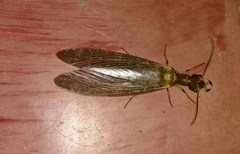 Corydalus bidenticulatus