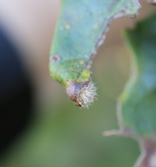 Neuroterus floccosus