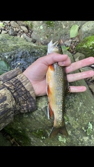 Salvelinus fontinalis fontinalis