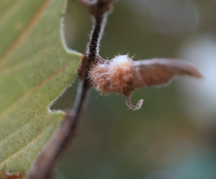 Neuroterus floccosus