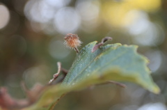 Neuroterus floccosus