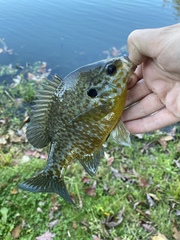Lepomis gibbosus × macrochirus