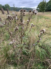Cirsium vulgare