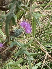 Cirsium vulgare