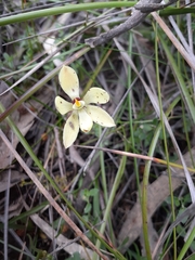 Thelymitra antennifera