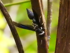 Synoeca septentrionalis
