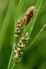 Carex aurea