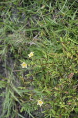 Sida ulmifolia image