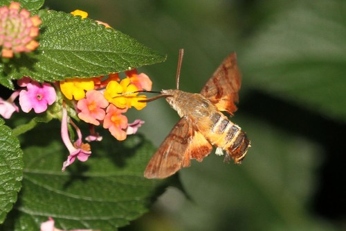 African Hummingbird Hawkmoth