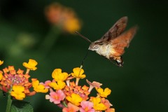Macroglossum trochilus