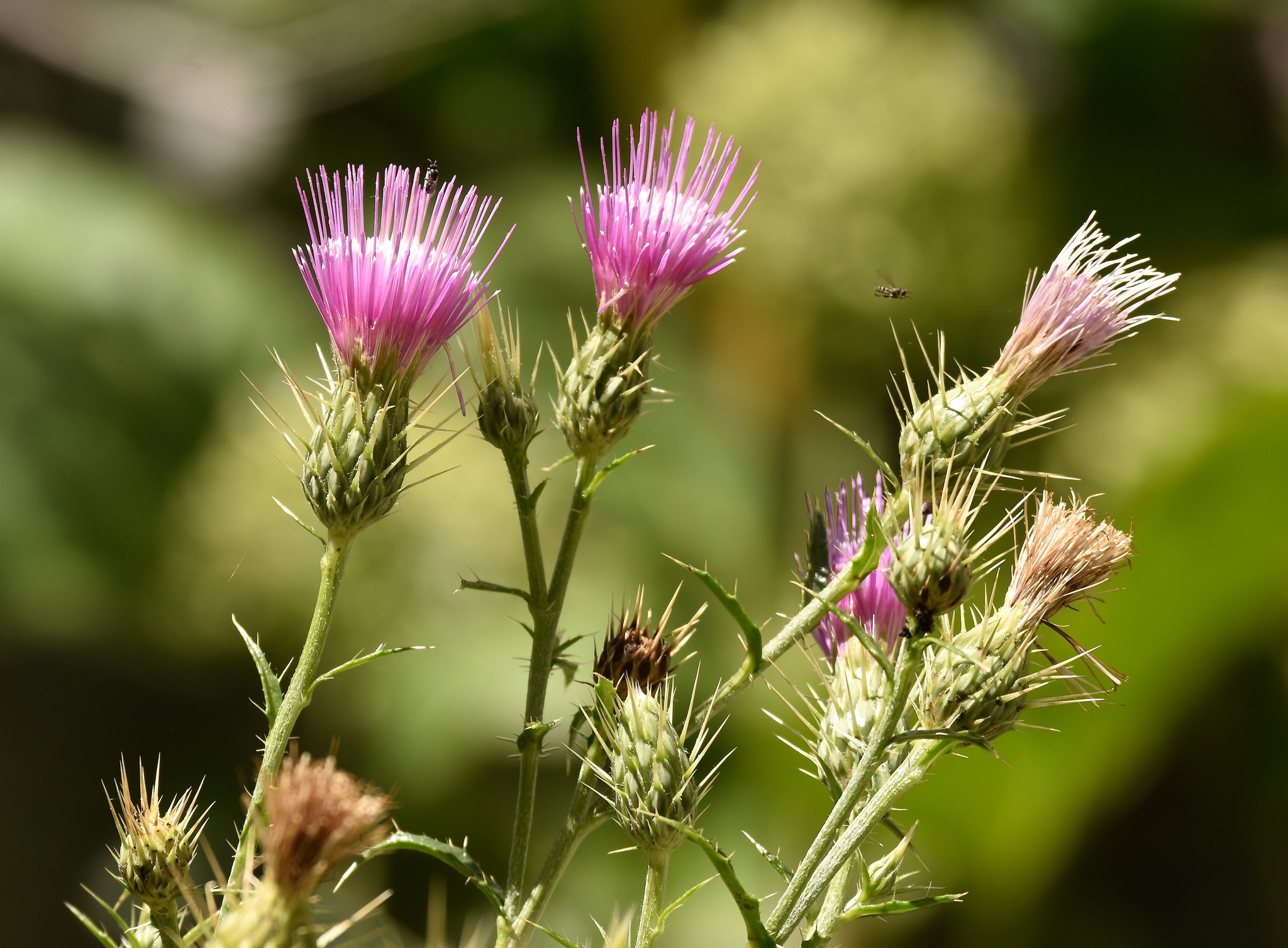 Cirsium arizonicum var. tenuisectum