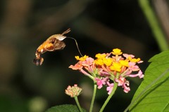 Macroglossum trochilus