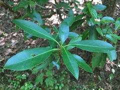 Kalmia