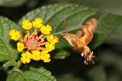 Macroglossum trochilus