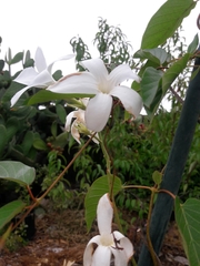 Mandevilla