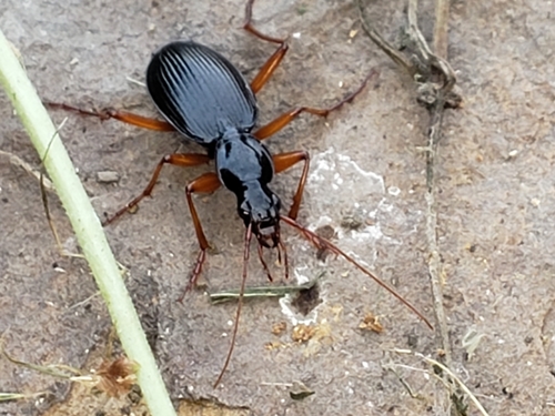 Platynus hypolithos