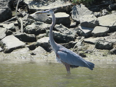 Ardea herodias