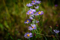 Erigeron pygmaeus